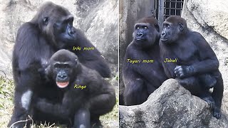 Gorilla D'jeeco family吃 葵花籽/Tayari Jabali Ringo 互動。麻布袋/Iriki mom拒餵奶要Ringo戒奶 斷奶 2025-1-22 15:49-16:34