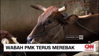 Wabah PMK Terus Merebak