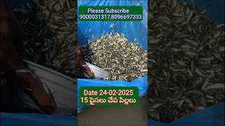 2025,,   15 పైసలు చేప పిల్లలు 9000031317 #fishseeds #fishing #indiafishfarms