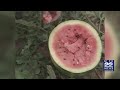 Food for Thought: the benefits of eating watermelon seeds