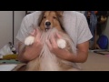 【可愛いシェルティ】犬のにおい嗅ぎの注意点。cute sheltie dog smell key caveats.