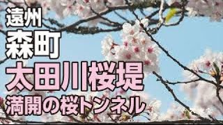 太田川の桜　ドローン