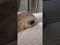 膝の上で埋まっているミーアキャット竹。미어캣 meerkat