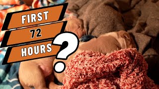 The First 72 Hours: Newborn Puppies