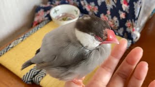 うまく換羽しないかもしれない12歳文鳥　java sparrow