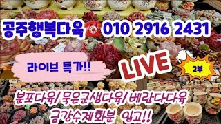 [2부]공주행복다육 ☎️010 2916 2431 💗묵은군생다육 💜분포다육 ❤️라방특가판매💜금강수제분입고💗💗