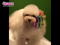 OPAWZ Creative Grooming -  Pet Chalks Tutorial