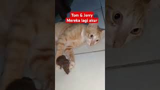 Tom \u0026 Jerry lagi akur ❤️ #cat #cute #catlover #animals #kitten #cutecat #funny  #tomandjerry