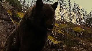 Sam Uley edit 🐾