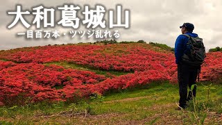 【大和葛城山】一目百万本のつつじ。赤く染まる山頂を楽しむソロ登山