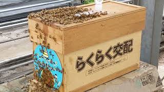 受粉用ミツバチ🐝さん、歓喜