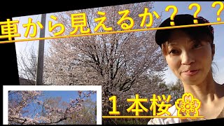 一本桜を見に行こう❕❕まさかの、、、見つけれたかな？？？