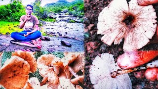 रानभाजी - अळंबी [ आंळीम ] ( मशरूम ) | Alambi Mushrooms 🍄🍄 आमच्या डोंगरातील दुर्मिळ रानभाजी