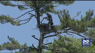 Bald eagle population rising in Massachusetts