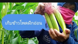 เก็บข้าวโพดฝักอ่อน | ในคลอด นอกดรอบ