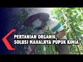 Pertanian Organik, Solusi di Tengah Mahalnya Harga Pupuk Kimia