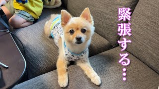 大好きな甥っ子と久しぶりに再会した愛犬がこうなりました…