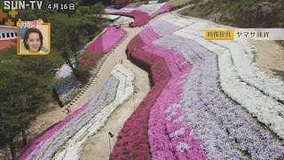 【穴場👀❢】ヤマサ蒲鉾本社工場の裏山がスゴイ！芝桜の小道