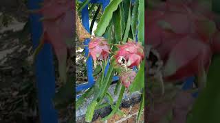 ដេីមស្រការនាគចេញផ្កាផ្លែ/dragon fruits