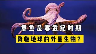 为何有不少科学家认为：章鱼是寒武纪时期降临地球的外星生物？