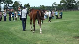 16サトノジュピターの16 シルク募集馬ツアー