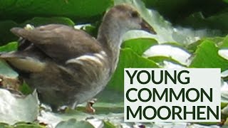 Young Common Moorhens Swimming in the Pond 🌼