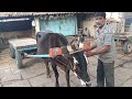 hebandibull hebandi bullock going for work in evening in k r market