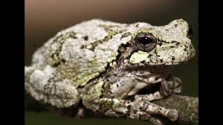 Mating call of Gray Tree Frogs