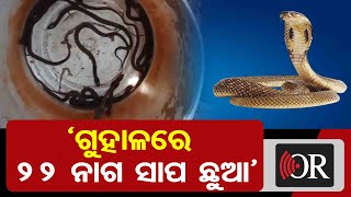 ‘ଗୁହାଳରେ 22 ନାଗ ସାପ ଛୁଆ’ | Odisha Reporter