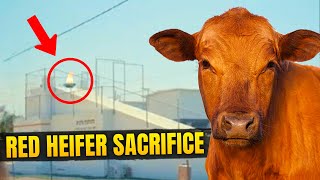 Israel's Red Heifer Sacrifice: Is This a SIGN of the End-Times?