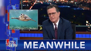 Meanwhile... 'Drugs R Us' Dealer Going To Prison | Is Stephen Colbert A Sea Turtle?