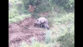 Starving baby rhino tries to suckle from its tragic dead mother after poachers hacked off her horn