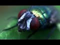 female common green bottle fly lucilia sericata macro hd