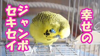 今日もまったりジャンボセキセイインコ