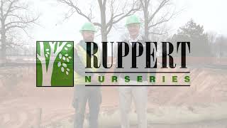 Ruppert Nurseries Air Spading Roots of 200-Year Old Black Oak Trees