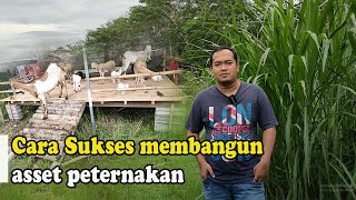 Cara membangun asset peternakan kambing domba supaya sukses