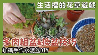 Succulent group pot \u0026 plant repot｜Waja蛙家