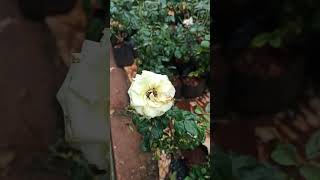 white rose Roja ❤️❤️❤️how to grow #shorts #plants #youtubeshorts #shorts #terracegarden