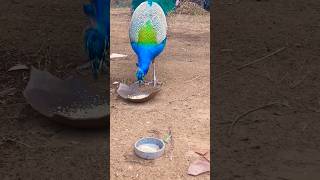 #peacock #peacockbeauty #birds #nature #peacocklove #animals #peacocks #beautiful #peacocking #mor