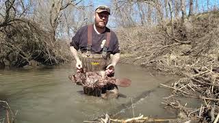 BEAVER TRAPPING 2021 EP.12  [STACKING BEAVER AND TRAIL CAM FOOTAGE]