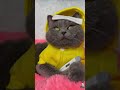 doctor cat cat funnycats catlover animals