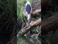 A pond heron preys on a dancing shrimp. #birds #nature #wildlife #naturelovers