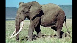 Bull African Bush Elephant Reference