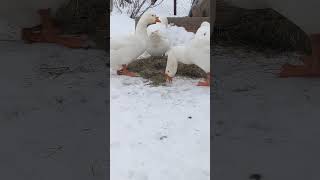 Гуси на сене #goose #животные #зима #birds #animals