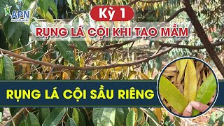 APN - SẦU RIÊNG RỤNG LÁ CỘI | PHẦN 1 - RỤNG LÁ KHI TẠO MẦM