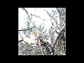 VANE {prod. ORPHEDEUUS}