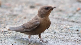 Dusky Crag Martin Video पांगळी, भंडीक (Credit: Ravi Dumpala)