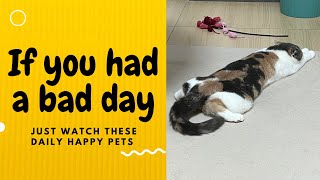 If you had a bad day, just watch these daily happy pets | Day 128