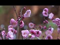 plum garden in the evening part2 傍晚的梅花園 virtual china shanghainese