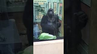 【ゴリラ】枝が長すぎてカットするゲンタロウ Gorilla Gentaro \